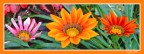 Fiori Fiori