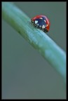 Coccinella su stelo