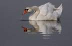 Renzo-Cigno reale Renzo-Cigno reale