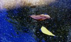 Autunno - Cadono le foglie - Autunno - Cadono le foglie -