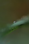 Una goccia di rugiada Una goccia di rugiada