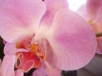 orchidea orchidea