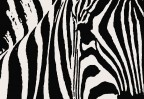stripes stripes