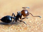 formica formica