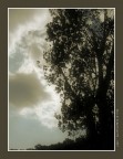 tree tree