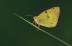 Verde-oro Verde-oro