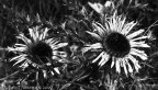 Sole nero Sole nero