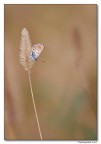 solitaria solitaria
