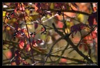 Colori d'autunno Colori d'autunno