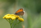 Sul giallo Sul giallo