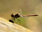 Libellula Libellula