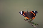 Vanessa Atalanta Vanessa Atalanta