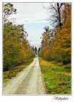 Viale d'autunno Viale d'autunno