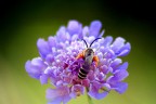 Ape sul fiore Ape sul fiore