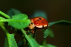 Coccinella Coccinella