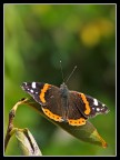 Vanessa atalanta Vanessa atalanta