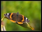 Vanessa atalanta 2 Vanessa atalanta 2