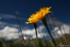 flowers... flowers...