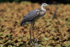 ardea cinerea