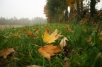 uggiosa mattinata d'autunno... uggiosa mattinata d'autunno...