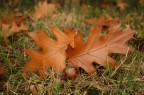 brown autumn brown autumn
