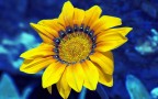 Fiore Fiore