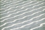 CANDIDA NEVE CANDIDA NEVE