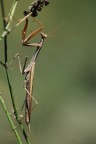 Mantide Mantide