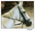 White Horse White Horse