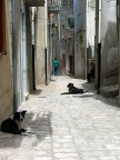 A misura d'uomo (e di cane) A misura d'uomo (e di cane)