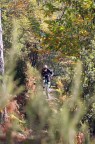 Come orso che esce di foresta... Come orso che esce di foresta...