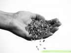 grano grano