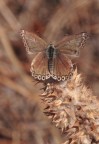 monocromatica monocromatica