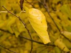 giallo d'autunno