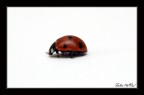 Coccinella rossa