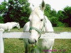 cavallo cavallo