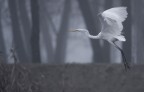 Renzo-Airone bianco maggiore nella nebbia Renzo-Airone bianco maggiore nella nebbia