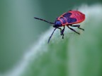 A passeggio su nuvole verdi A passeggio su nuvole verdi