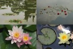 PENSANDO A MONET PENSANDO A MONET