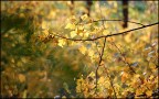 gialliflesso gialliflesso