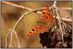 Polygonia
