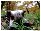 Il richiamo dell'Autunno 2 Il richiamo dell'Autunno 2