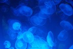 jellyfish jellyfish