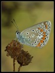 Farfalla Farfalla