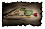 Rosa_01 Rosa_01