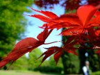 rosso rosso