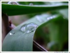 Drops on the Grass 3 Drops on the Grass 3