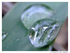 Drops on the Grass 4 Drops on the Grass 4