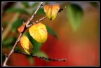 Just leaves Just leaves