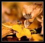 Mentre il petrolio aumenta sempre di pi�, il governo barcolla, gli autotrasportatori scioperano, i muti rincarano....
gli insetti nel loro piccolo.........life goes on....